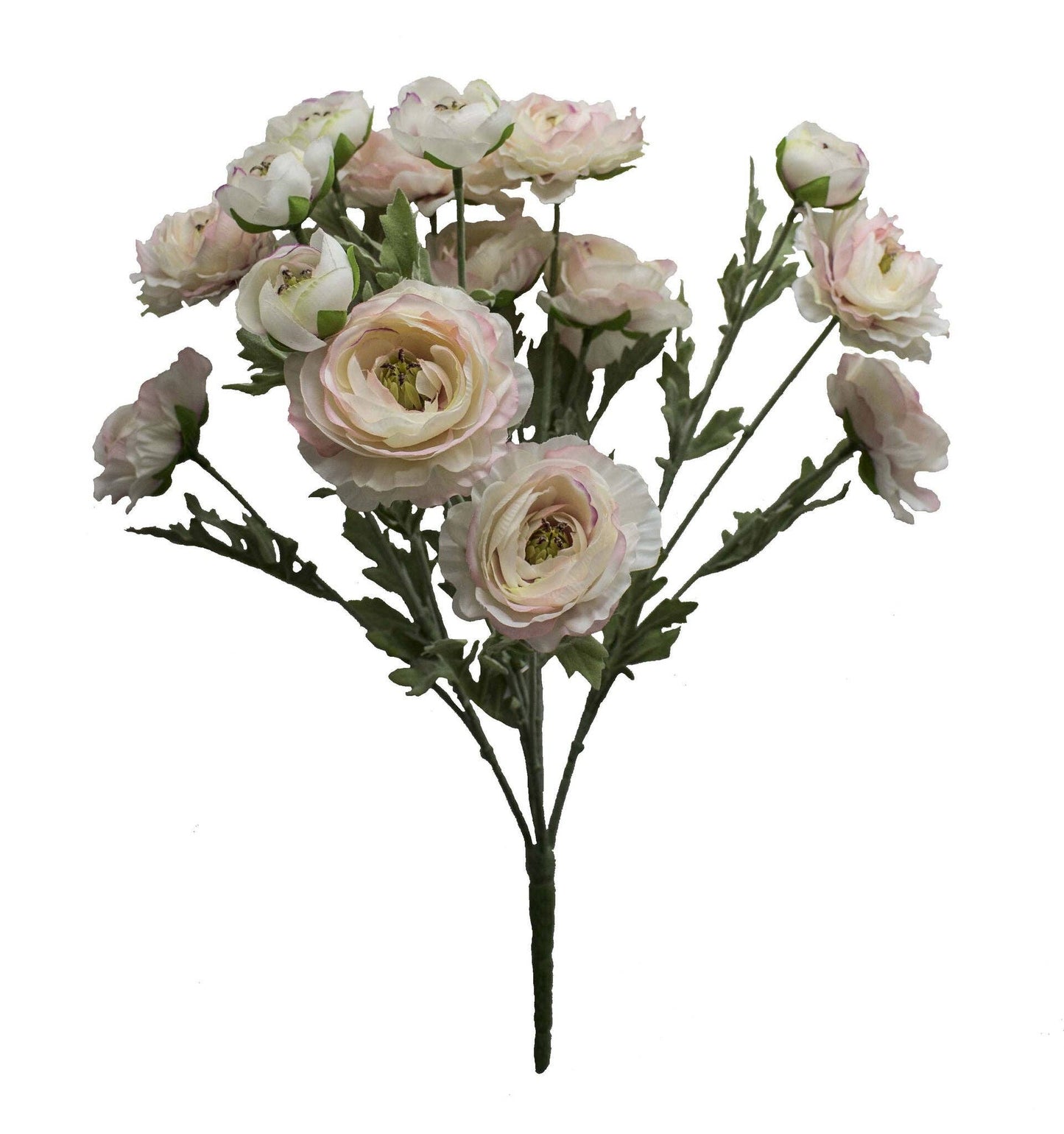 Ranunculus Bush, Cream & Pink