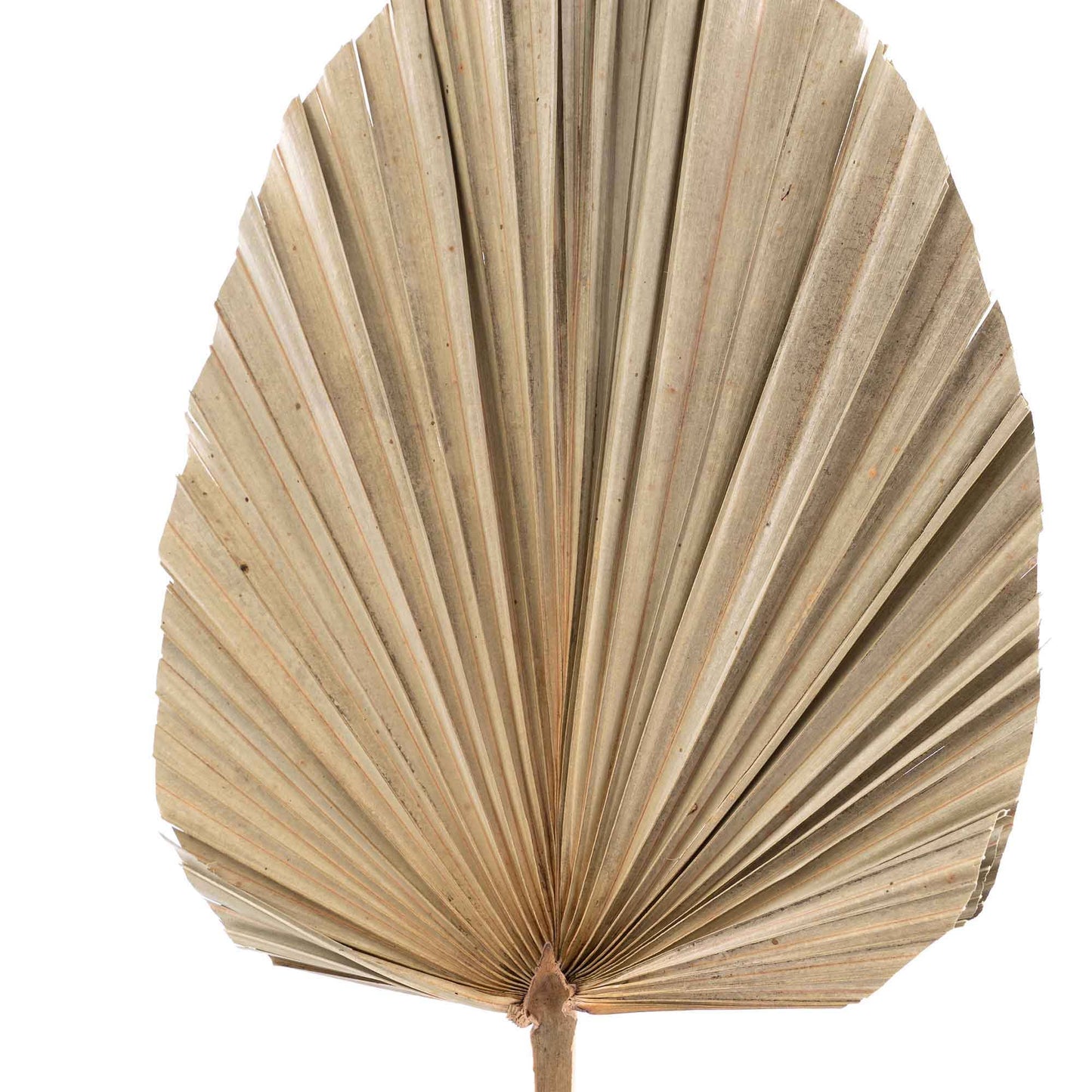 Dried Palm Leaf Fan - 19“