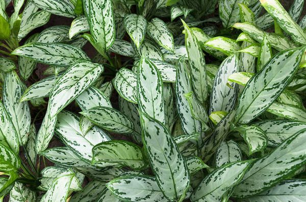 Aglaonema "Silver Queen"/Chinese Evergreen