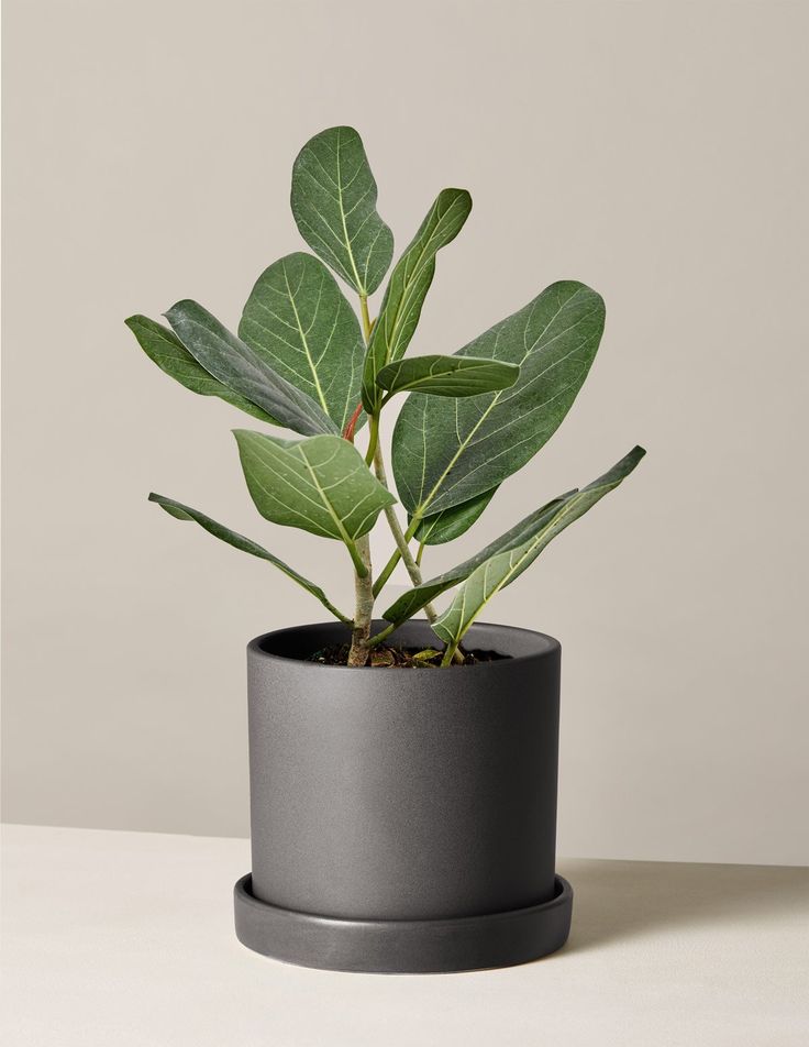 Ficus Audrey