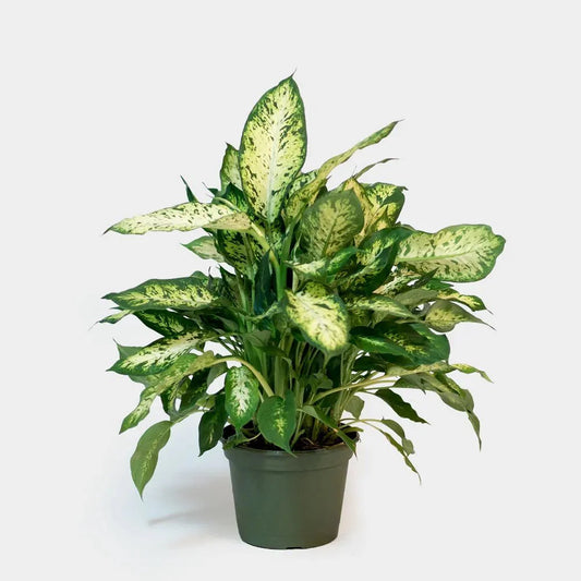 Dieffenbachia