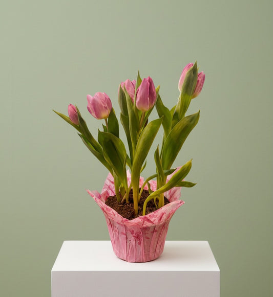Potted Tulipss