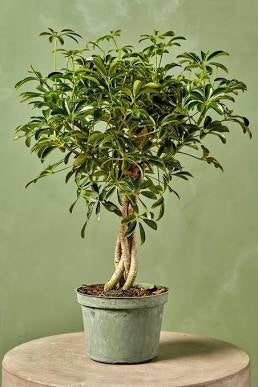Schefflera Tree