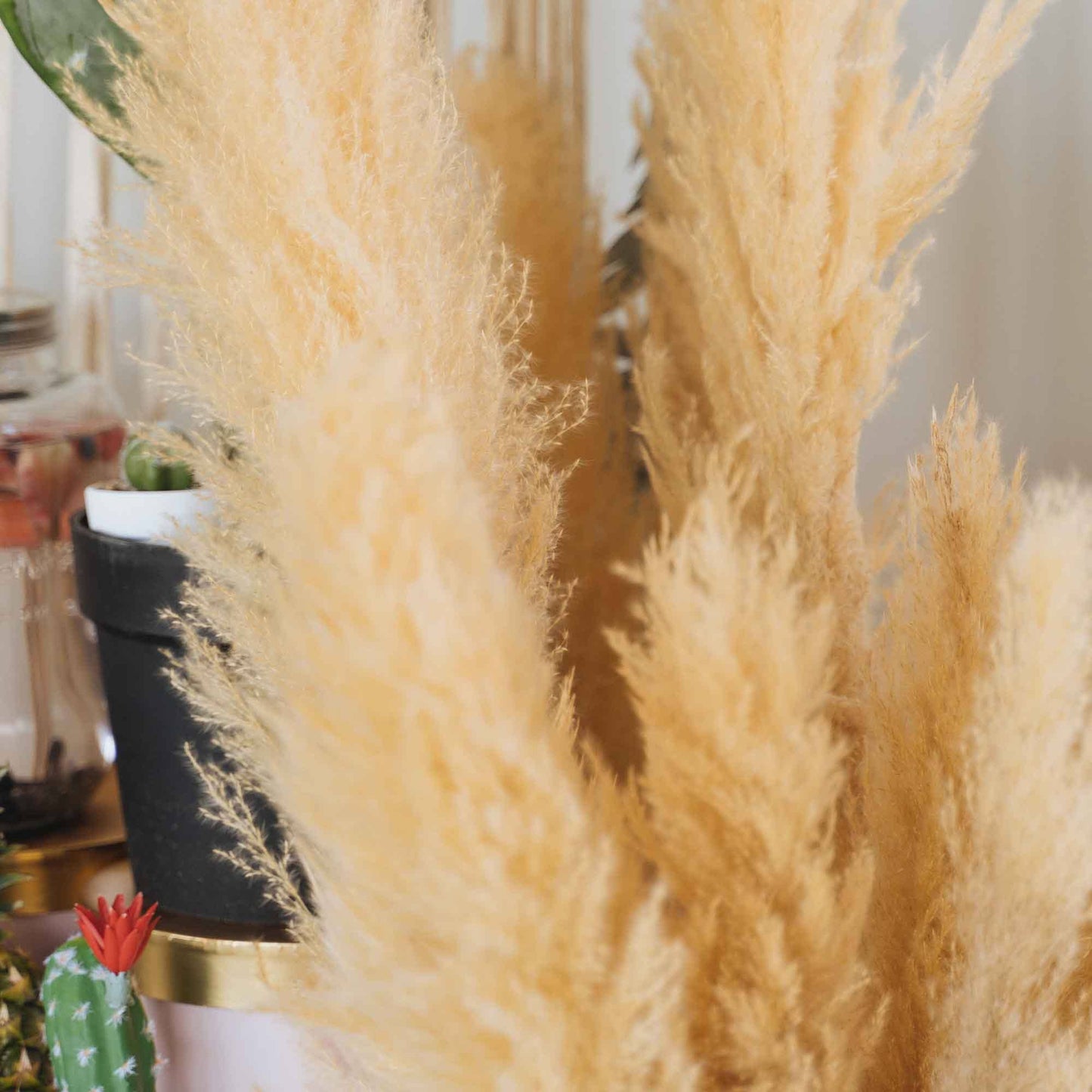 Natural Dried Giant Pampas Grass Stem