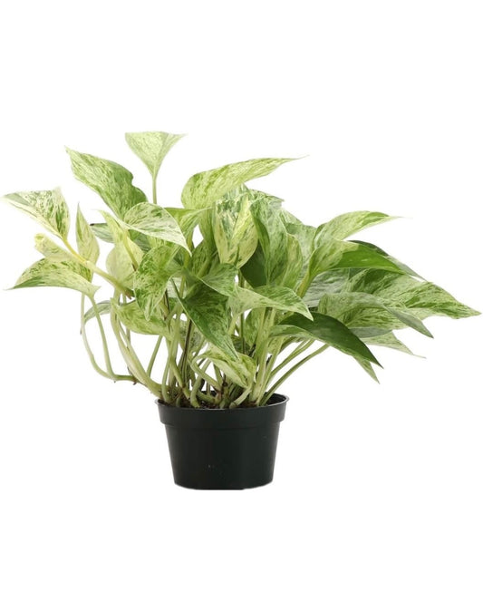 Marble Pothos