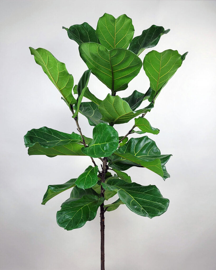 Fiddle Leaf Fig - Tree
