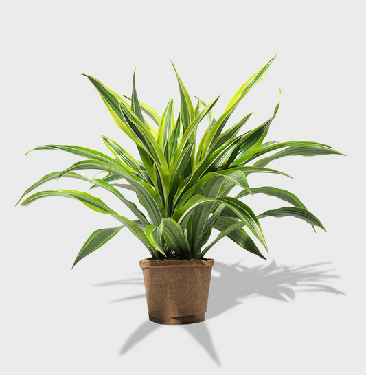 Lemon Lime Plant