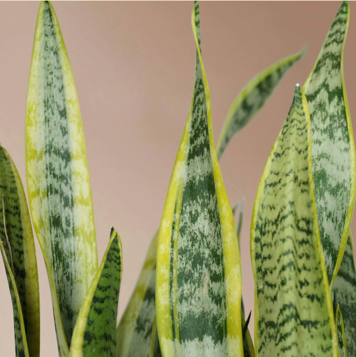 Snake Plant