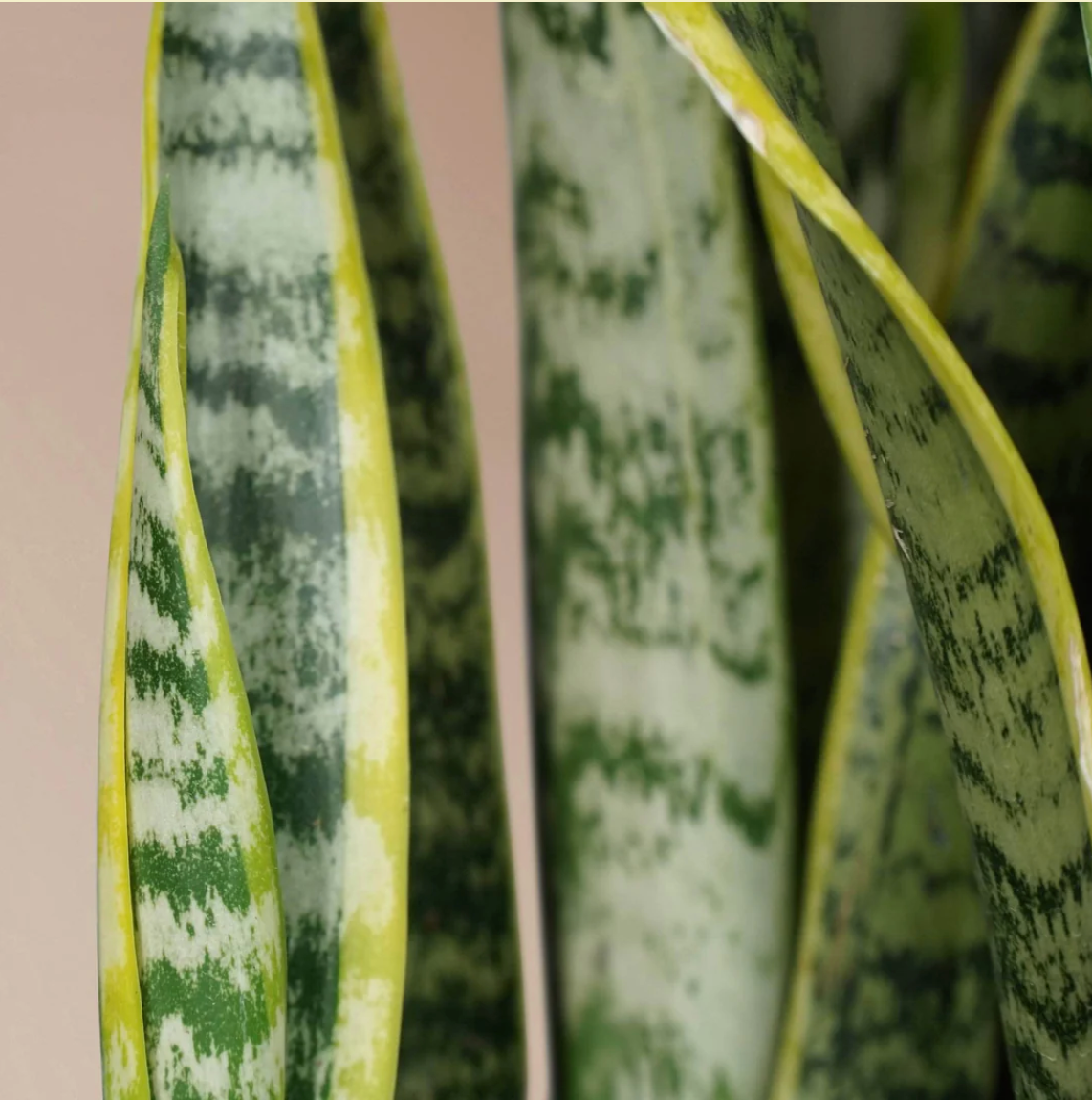 Snake Plant