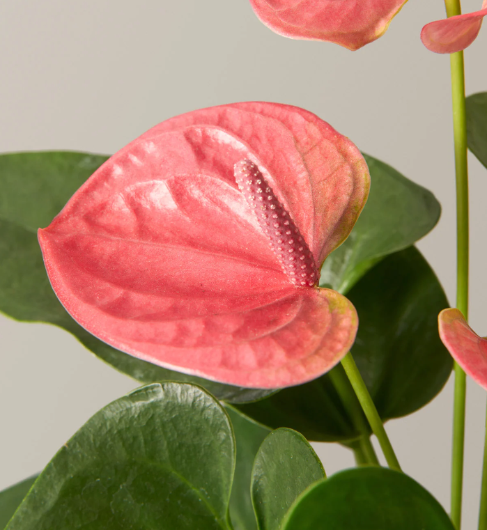 Anthurium