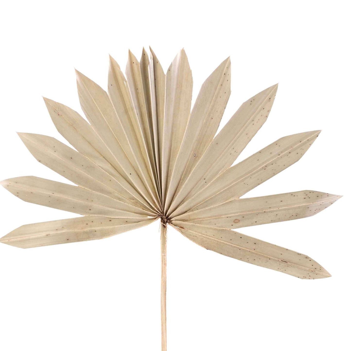 Dried Palm Leaf Fan - 14“