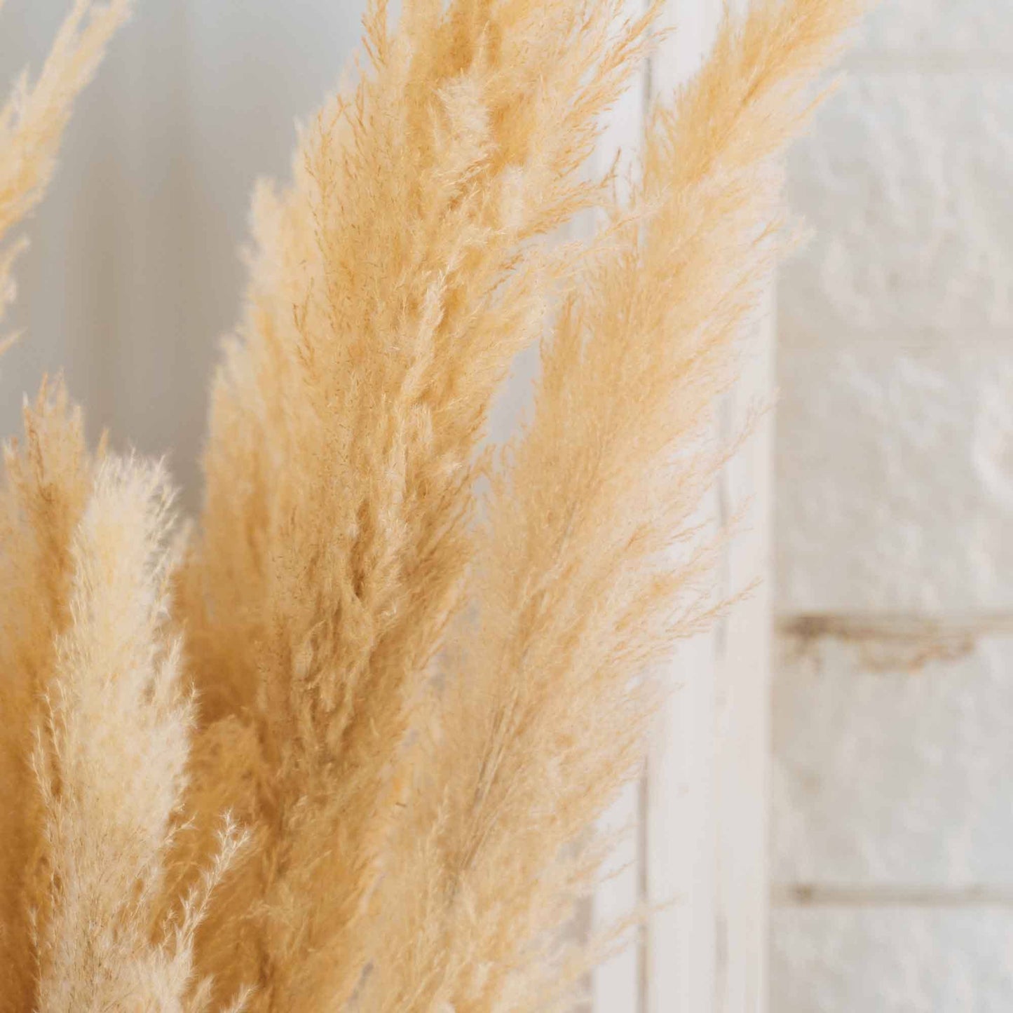 Natural Dried Giant Pampas Grass Stem