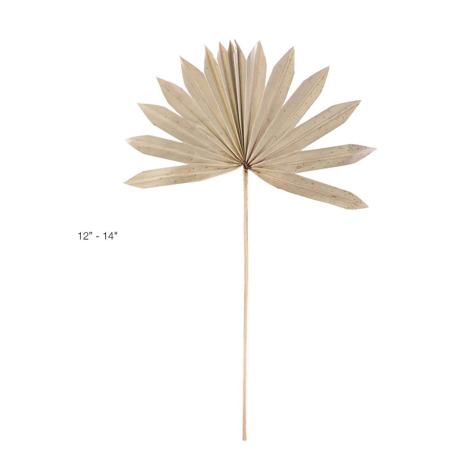 Dried Palm Leaf Fan - 14“