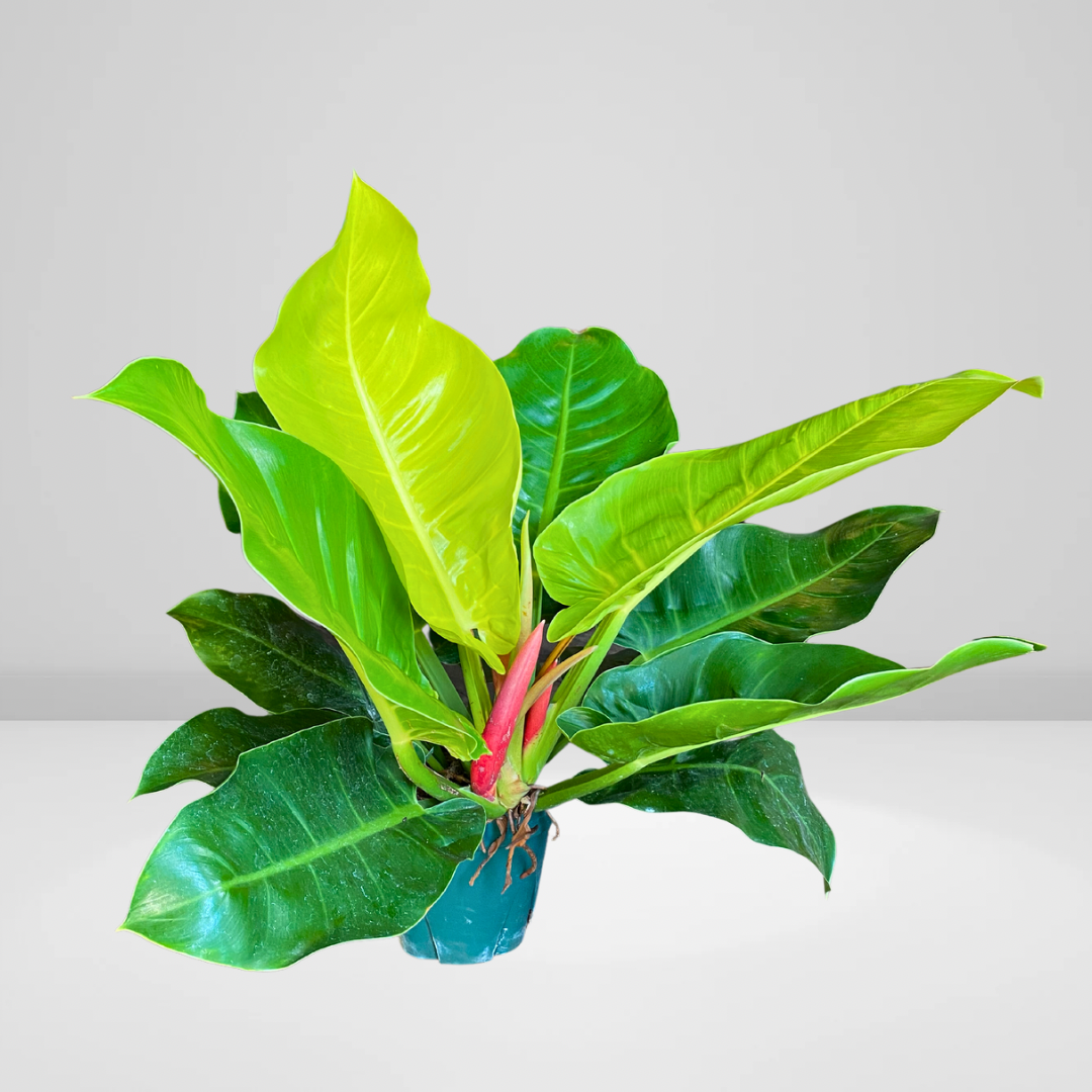 Specialty Philodendron