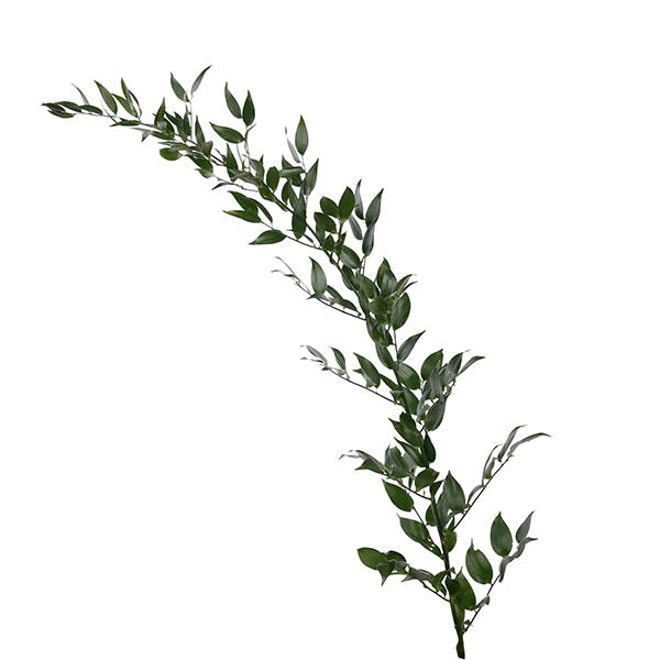 Italian Ruscus