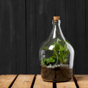 Open terrarium bottle - Medium