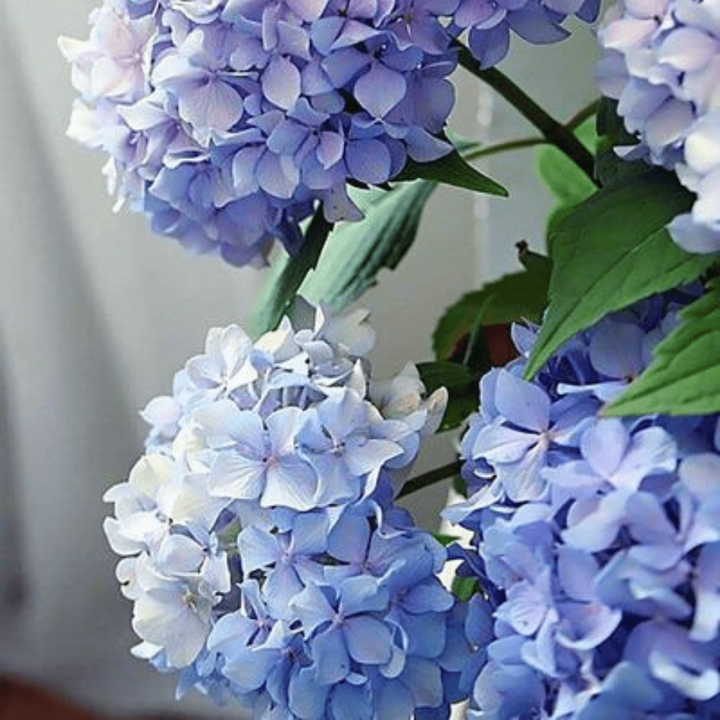 Happily Hydrangea Paint By Number Kit