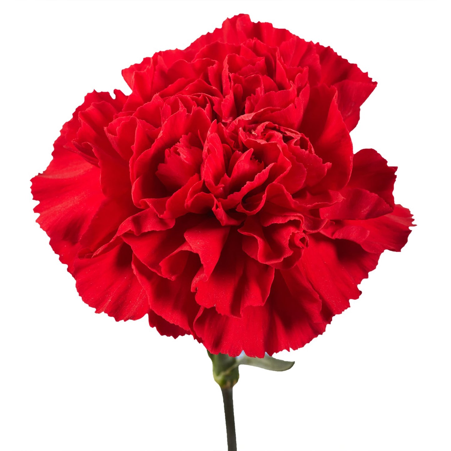 Carnations