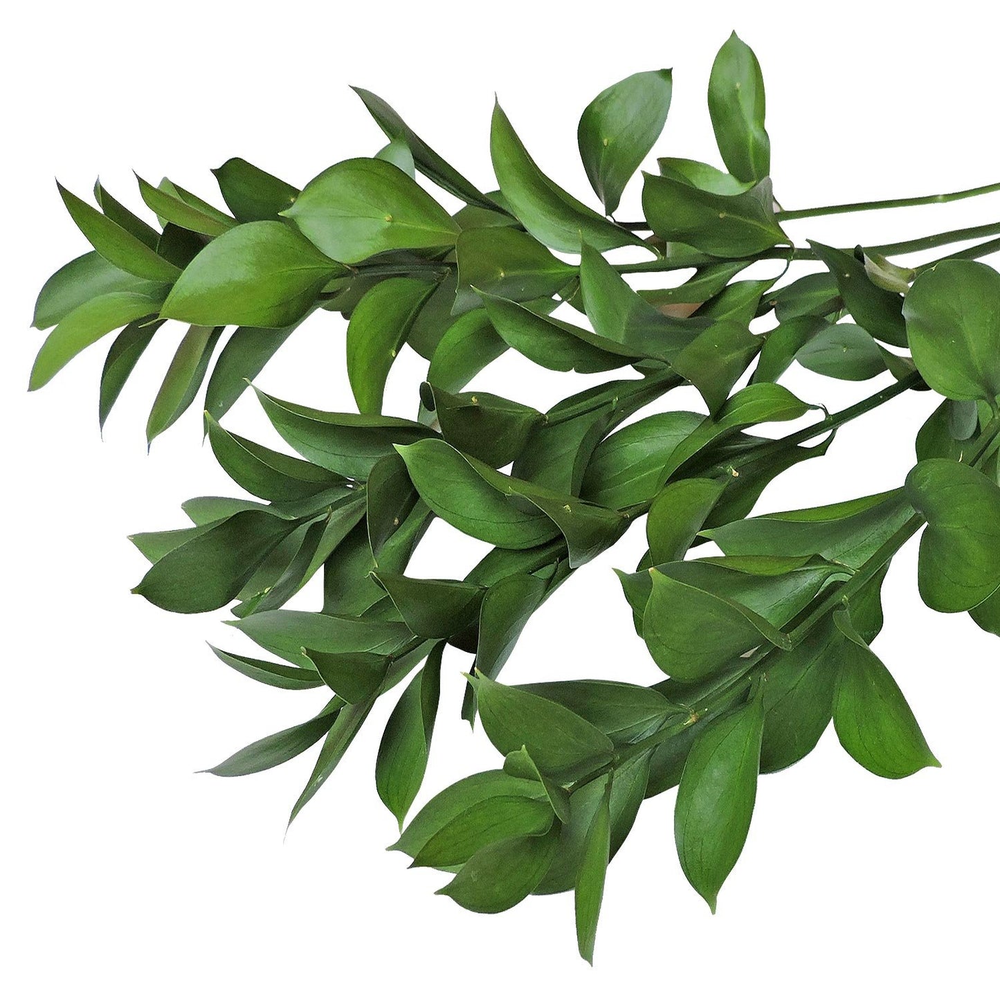 Israeli Ruscus