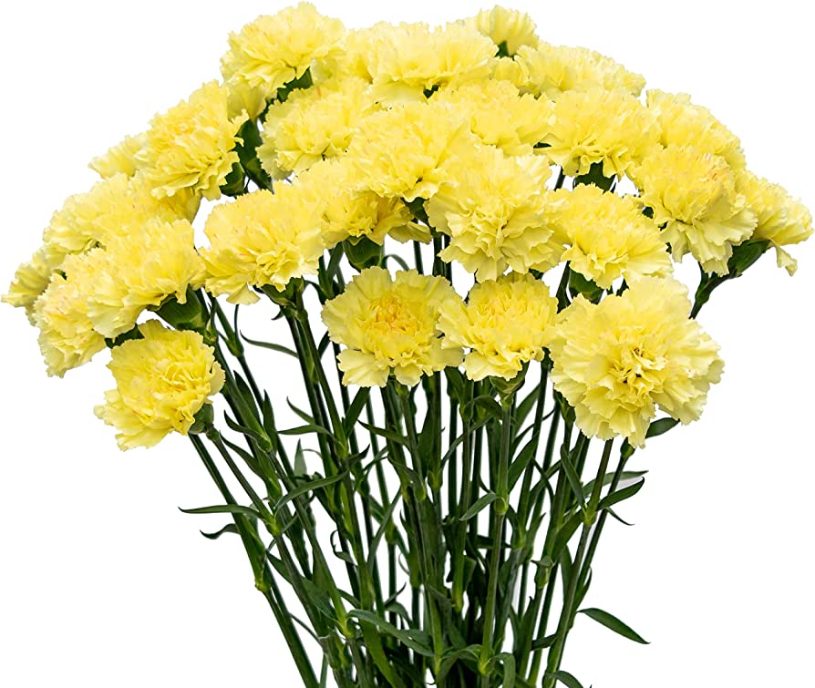 Carnations