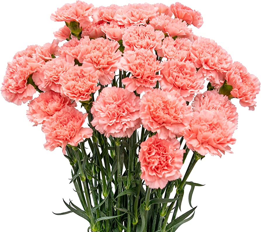 Carnations