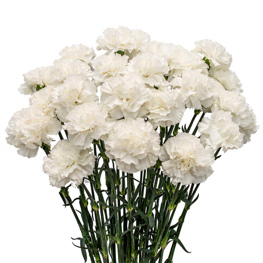 Carnations