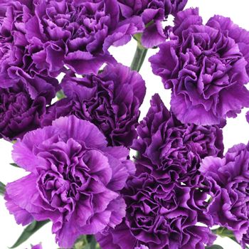 Carnations