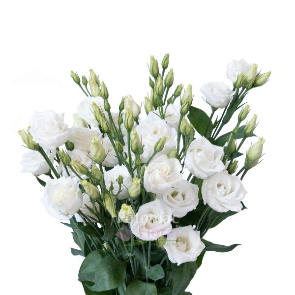 Lisianthus