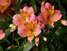 Alstroemeria