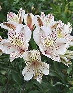 Alstroemeria