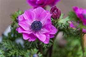 Anemone