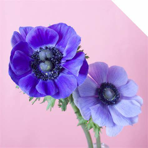 Anemone