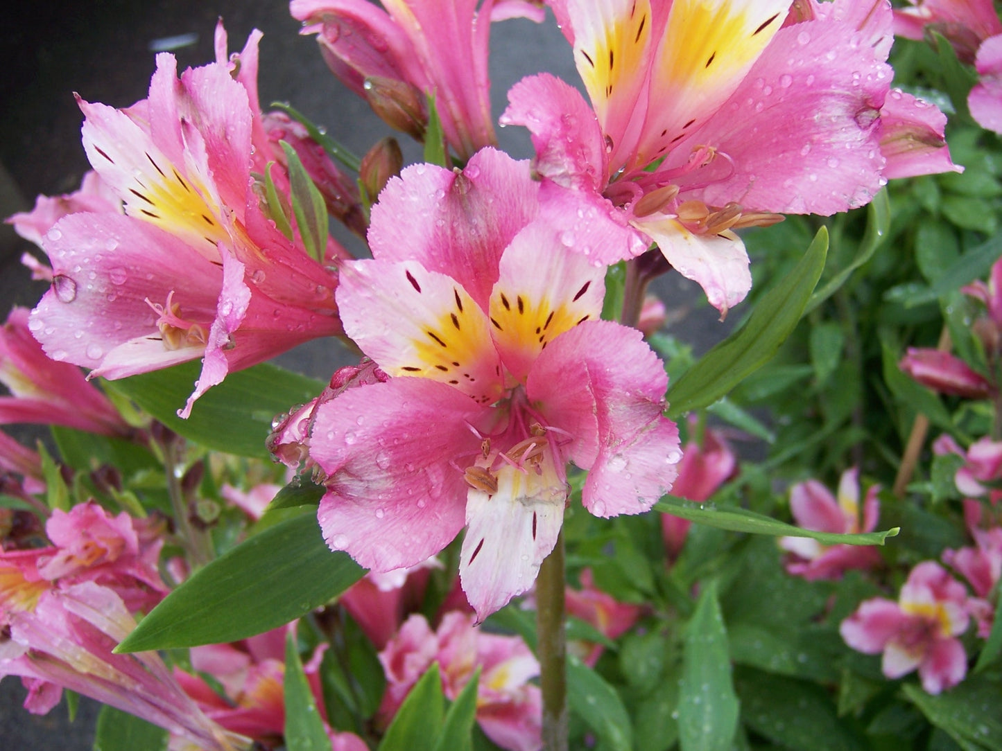 Alstroemeria