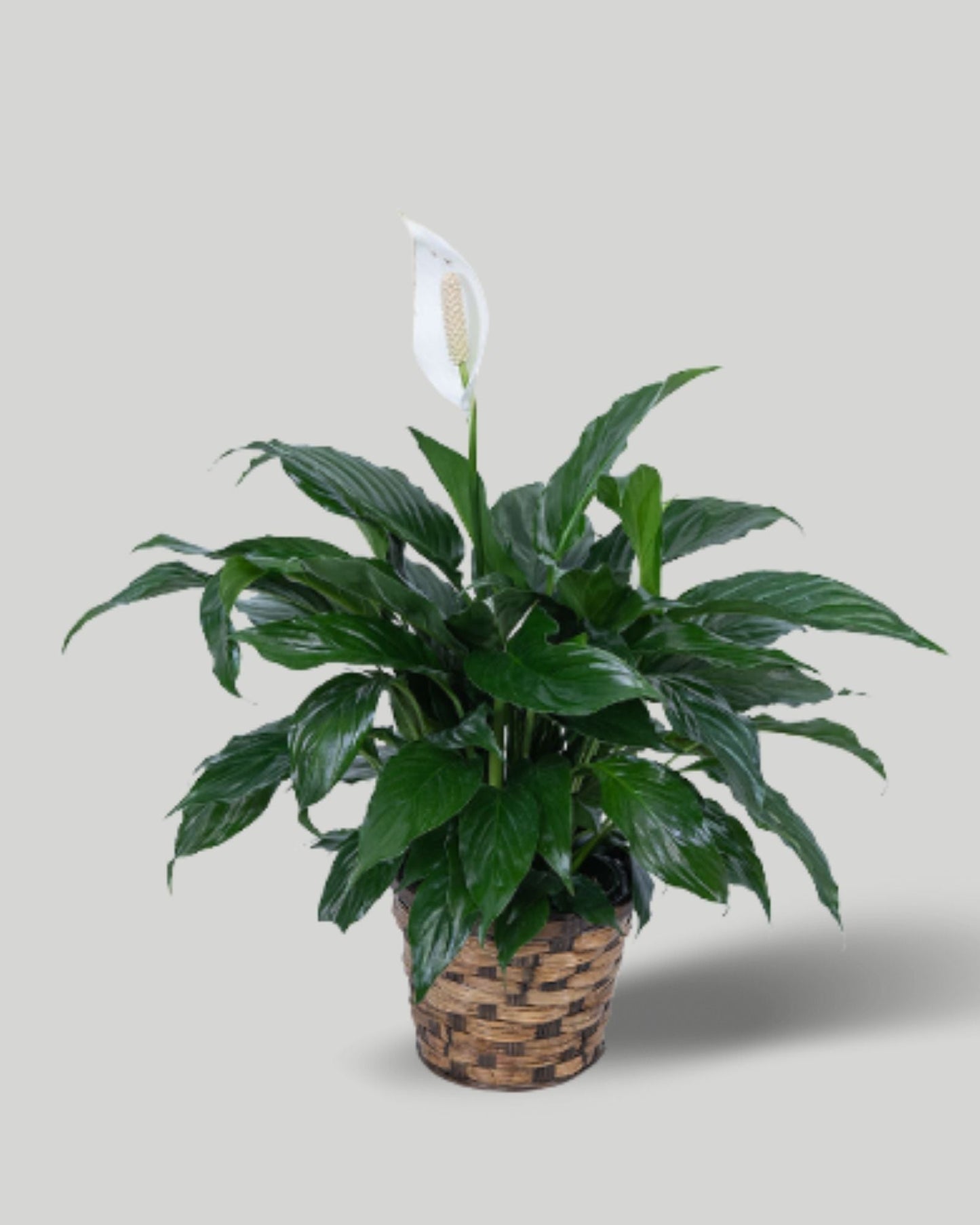 Peace Lily