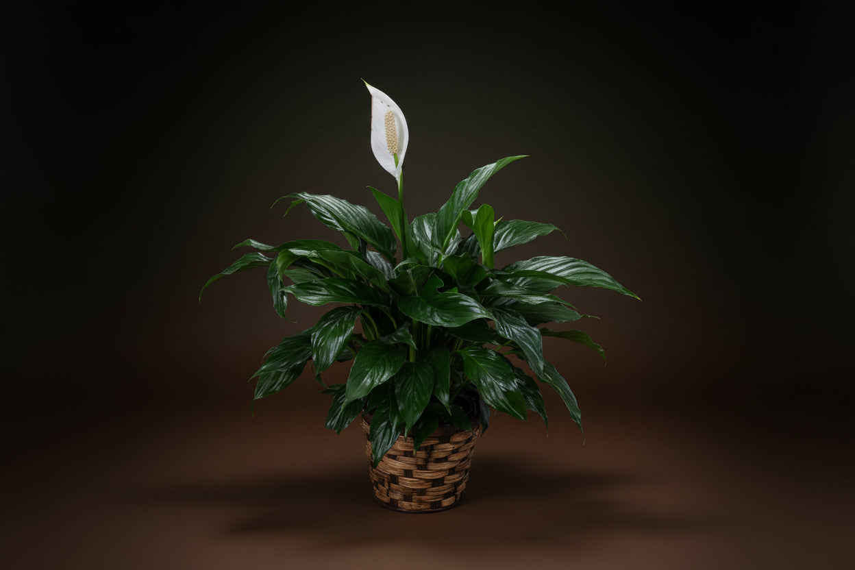 black peace lily Peace Lily – Baxter Flowers and Gifts