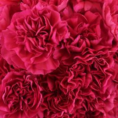 Carnations