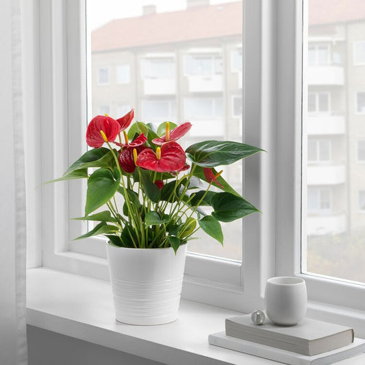 Anthurium (Lil boy)