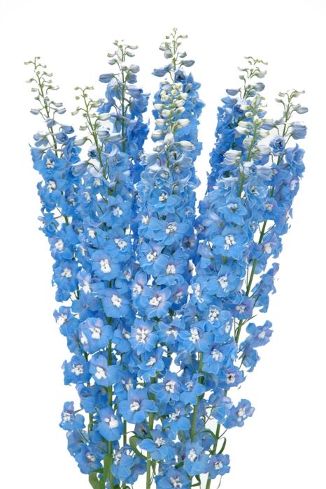 Delphinium