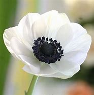 Anemone