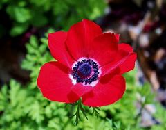 Anemone