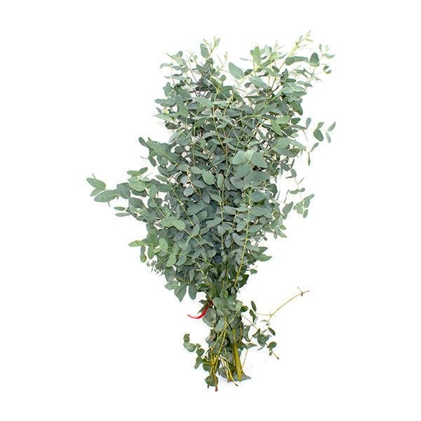 Gunni Eucalyptus – Baxter Flowers and Gifts