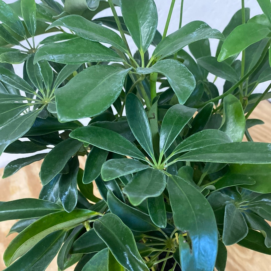 Schefflera