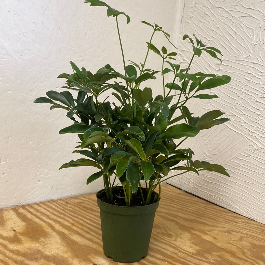 Schefflera