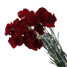 Carnations