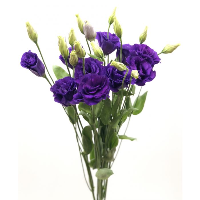 Lisianthus