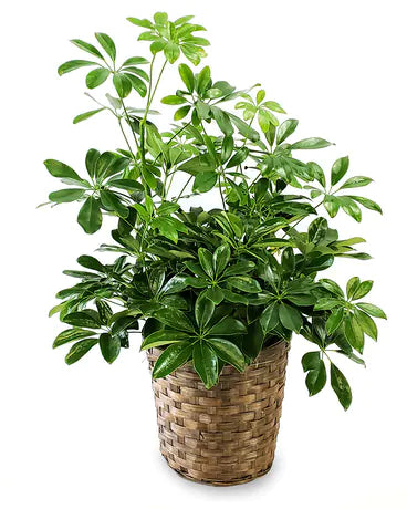 Schefflera